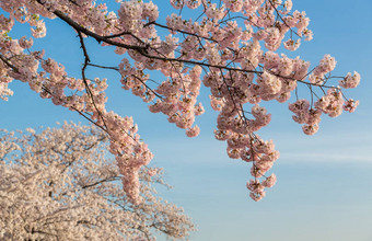 细节宏照片日本樱桃开花花