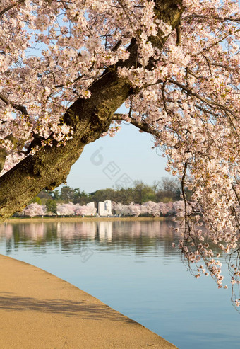 细节日本樱桃开花花