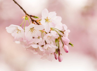 细节宏照片日本樱桃开花花