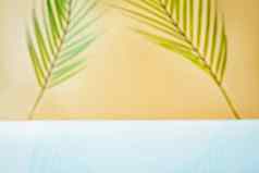 设计横幅广告夏天季节显示概念摘要模糊热带椰子叶子白色混凝土表格背景显示