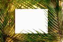 平躺最小的夏天概念棕榈树叶有创意的Copyspace纸框架有创意的布局使色彩斑斓的热带叶子白色背景