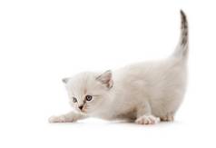 布偶猫猫小猫孤立的白色背景