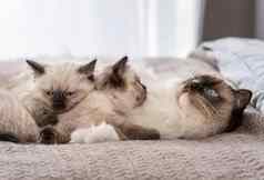 布偶猫猫小猫床上