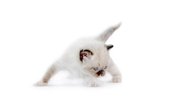 布偶猫小猫孤立的白色背景
