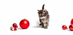 小毛茸茸的小猫红色的球