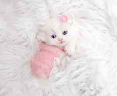 新生儿苏格兰小猫白色皮毛