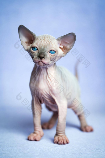 可爱的无毛的小猫加拿大sphynx猫品种站蓝色的背景