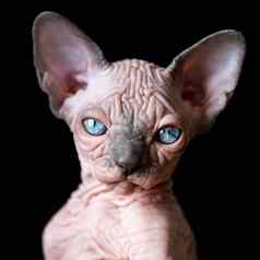 肖像加拿大sphynx小猫大蓝色的眼睛黑色的背景