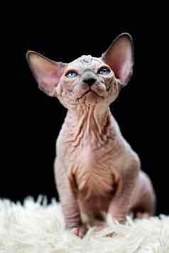 肖像加拿大sphynx猫小猫坐着白色地毯长桩黑色的背景