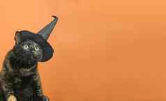 有趣的黑色的多色的猫黑色的他主题女巫万圣节橙色背景的地方文本
