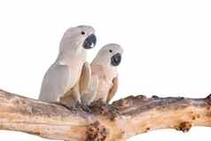白色鹦鹉栖息木材白色背景鸟动物