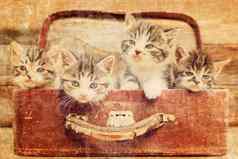 小猫手提箱