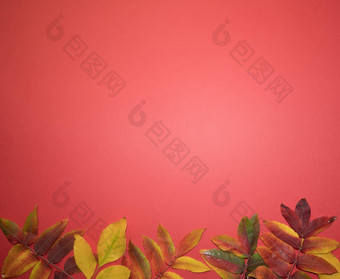 美丽的明亮的秋天叶子红色的纸背景复制空间