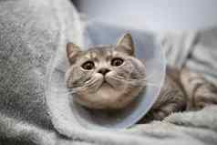 国内灰色的英国短毛猫猫橙色眼睛保护领首页沙发上手术主题医学保护宠物猫休息阉割