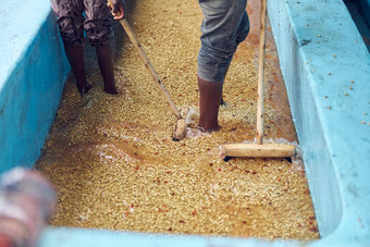 非洲工人洗咖啡生产中心