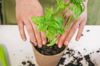 园艺种植首页女人<strong>搬迁</strong>发芽室内植物