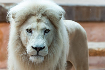 女孩<strong>看玻璃</strong>白色狮子动物园活动学习孩子