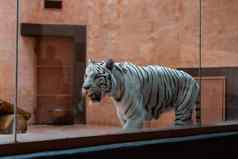 动物白色老虎走动物园
