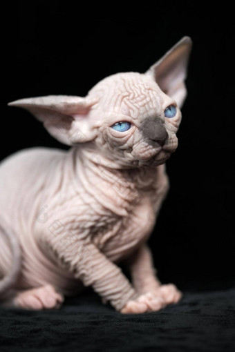 无毛的小猫加拿大sphynx蓝色的貂白色颜色坐着黑色的丝绒背景