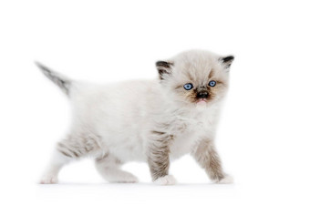 布偶猫小猫孤立的白色背景