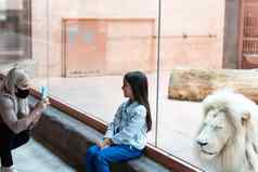 女孩看玻璃白色狮子动物园活动学习孩子