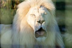 白色狮子动物园王动物
