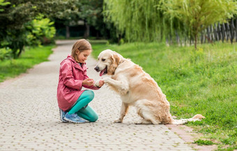 金寻回犬给爪子女孩