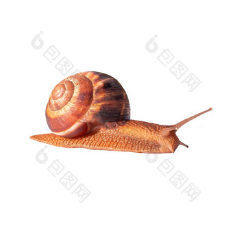 葡萄棕色（的）蜗牛大壳牌爬行孤立的图像打印脸奶油疗愈蜗牛粘蛋白