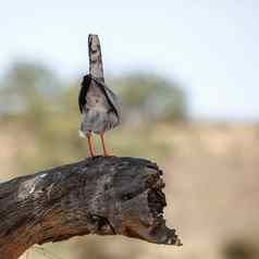 苍白的chanting-goshawk卡加拉加迪在国外做的公园南非洲