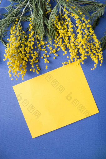 春天概念前视图含羞草表黄色的纸蓝色的背景含羞草特写镜头快乐春天