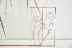 图片真正的植物眼镜自然装饰元素首页装饰植物标本框架白色表格