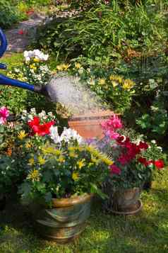 浇水花盆植物