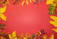 美丽的明亮的秋天叶子红色的纸背景复制空间