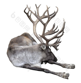 驯鹿大角关闭芬兰森林驯鹿谎言孤立的白色背景芬兰森林鹿罕见的威胁亚种驯鹿本地的芬兰