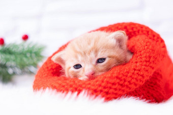 小圣诞节红色的小猫甜美姥相机针织红色的圣诞老人他软舒适的圣诞节树圣诞节首页安慰一年假期概念