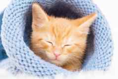 橙色虎斑小猫睡觉针织蓝色的他软舒适的圣诞节首页安慰一年情人节一天假期概念