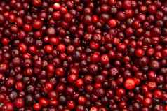 水平完整的背景多汁的红色的小红莓蔓越莓国家假期感恩节一天