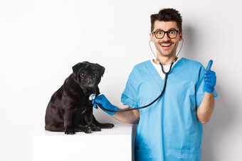 英俊的医生兽医微笑检查宠物兽医诊所检查哈巴狗狗听诊器显示竖起大拇指微笑满意白色背景
