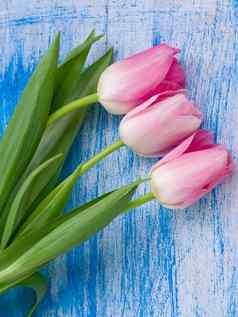 春天粉红色的花花装饰问候卡假期美丽的温柔的郁金香白色蓝色的木背景前视图平躺