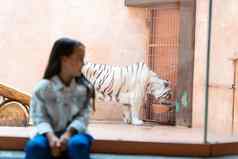 女孩白色老虎玻璃动物园