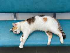 白色猫彩色的点睡觉板凳上