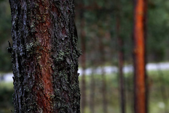 Fur-tree松森林