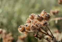 多刺的草牛蒡植物牛蒡植物菊科家庭干棕色（的）牛蒡-干种子头秋天成熟的毛边锋利的朗朗上口的钩子软焦点