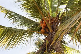 橙色新鲜的<strong>椰子</strong>树