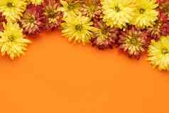 秋天的花背景色彩斑斓的菊花花边境明亮的橙色背景平躺复制空间