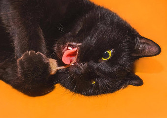 黑色的猫开放口<strong>舌头</strong>持有鼠标爪子戏剧<strong>咬</strong>啮齿动物尾巴橙色背景特写镜头