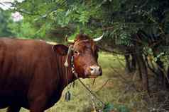 动物哺乳动物放牧农场牛自然农业