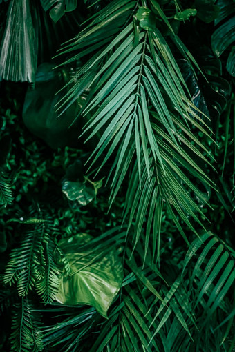 热带叶子自然环境背景植物花园花背景植物增长景观设计