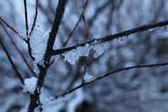 分支机构树灌木雪冰冬天冷颜色冬天景观