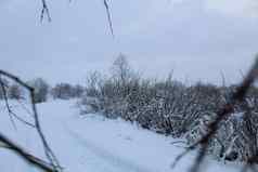 冬天景观河湖冰沼泽植物负的冬天娱乐植物雪